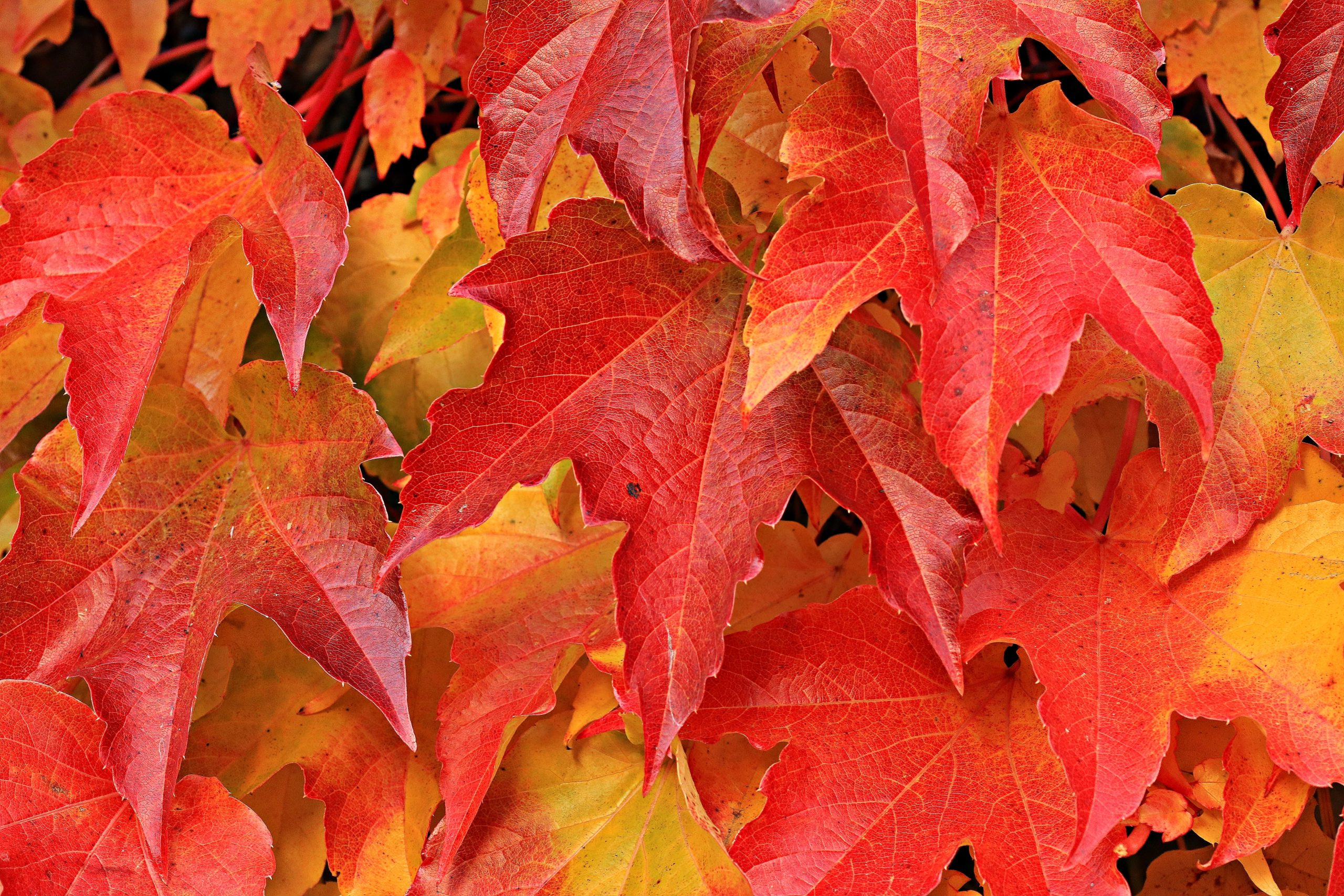 Many orange and yellow leaves. This image represents fall.
